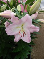 [4214 Jetaime No02.JPG]